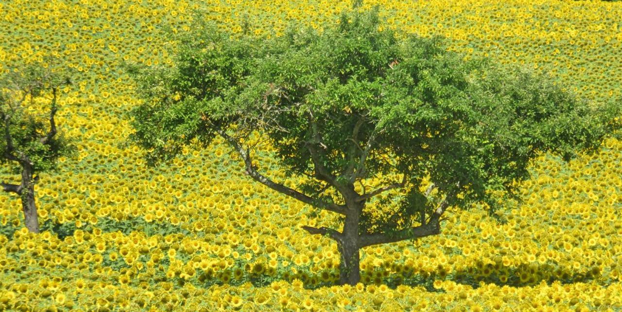 Lemoniegites Buitenkant foto